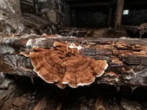 Holzschadpilze